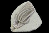 Bargain, Macrocrinus Crinoid Fossil - Crawfordsville, Indiana #68484-1